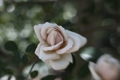 a classic rose with the Lensbaby