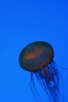 a translucent jellyfish