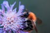 a closeup of a bee