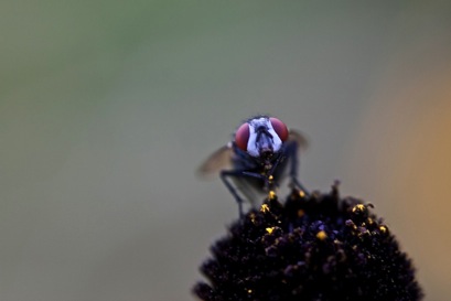 a fly staring into the camera