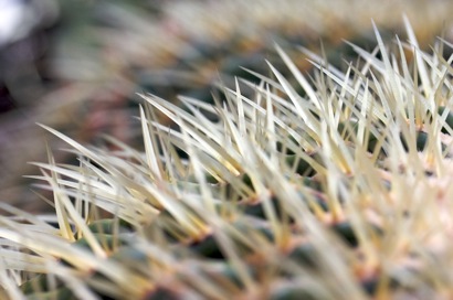 a very close look at a cactus