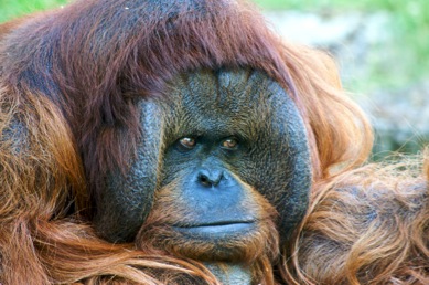 closeup of an orang-utan